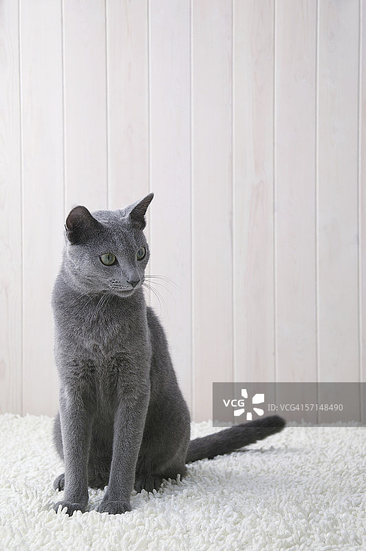 坐着的俄罗斯蓝猫图片素材