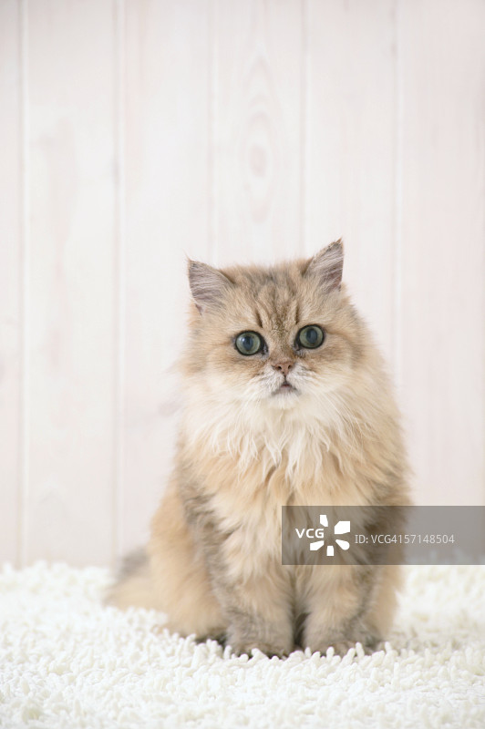 金吉拉猫看向镜头图片素材