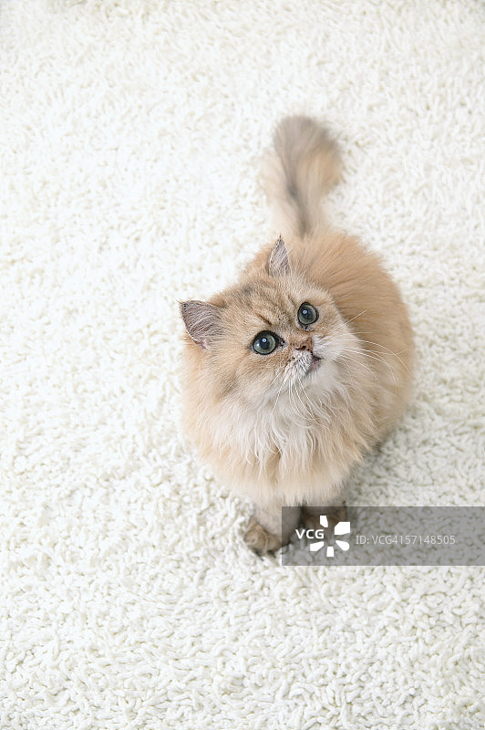 向上看的金吉拉猫图片素材