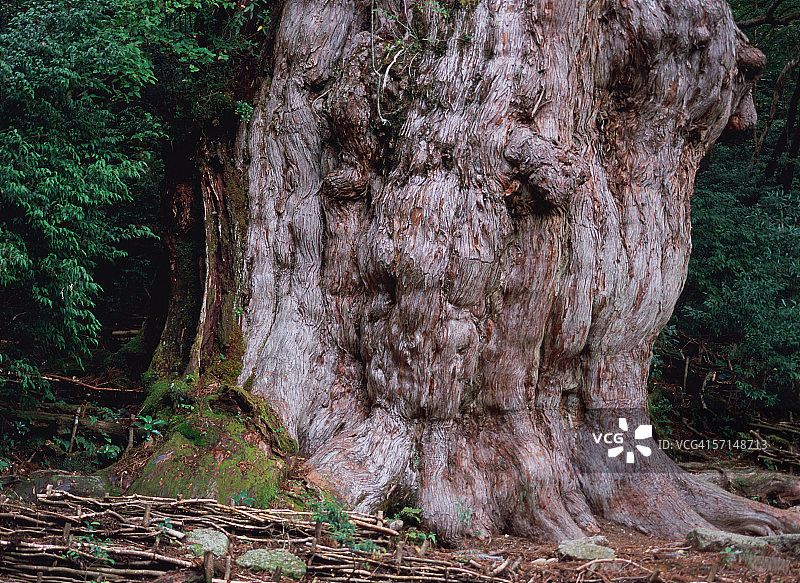 日本屋久岛绳文杉图片素材