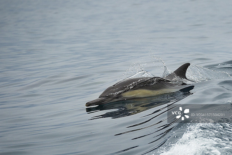 冲浪的普通海豚图片素材