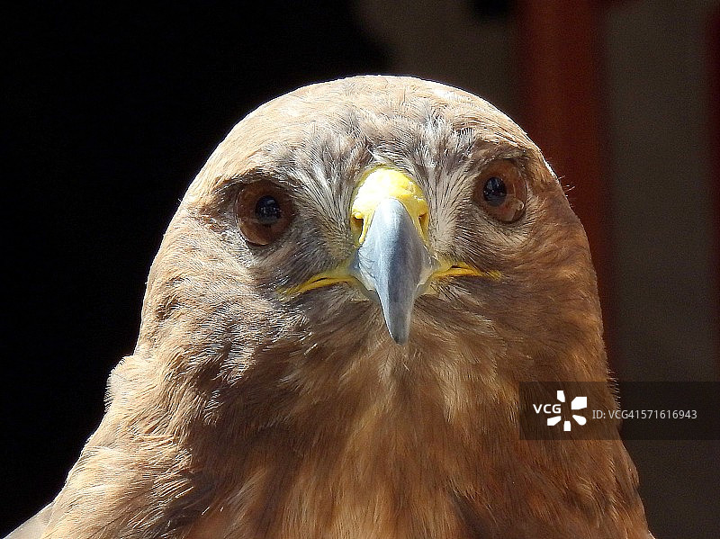 牙买加鸟图片素材