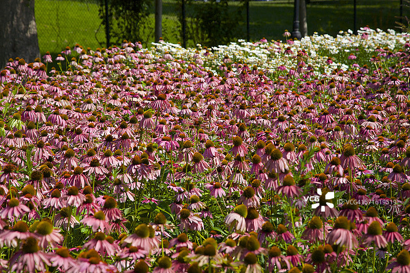 粉色松果花群图片素材