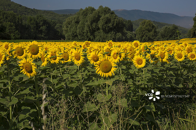 上普罗旺斯阿尔卑斯雷亚纳的向日葵图片素材