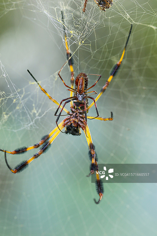 正在交配的蜘蛛图片素材