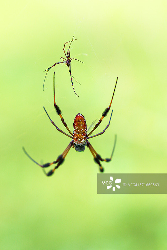 雌雄香蕉蜘蛛图片素材