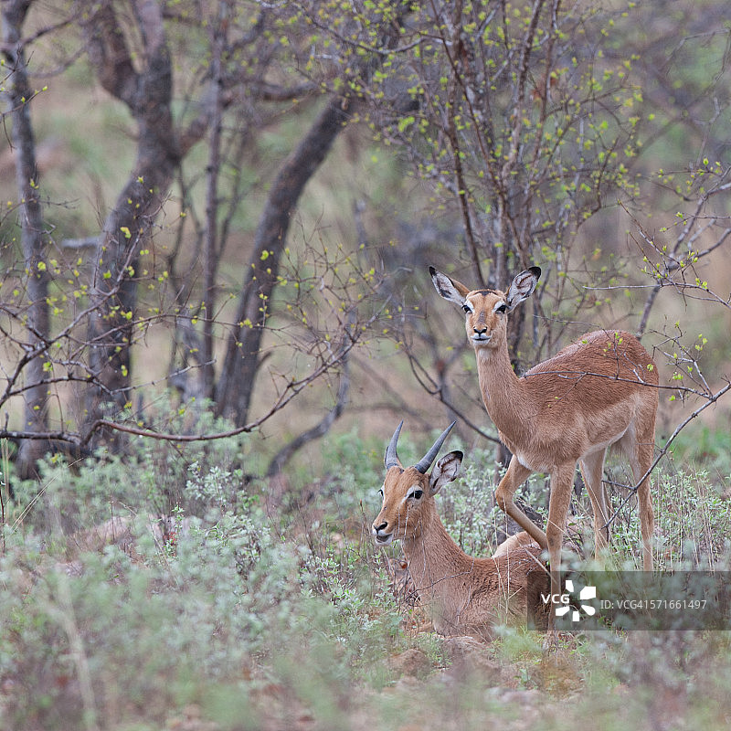 两只黑斑羚图片素材