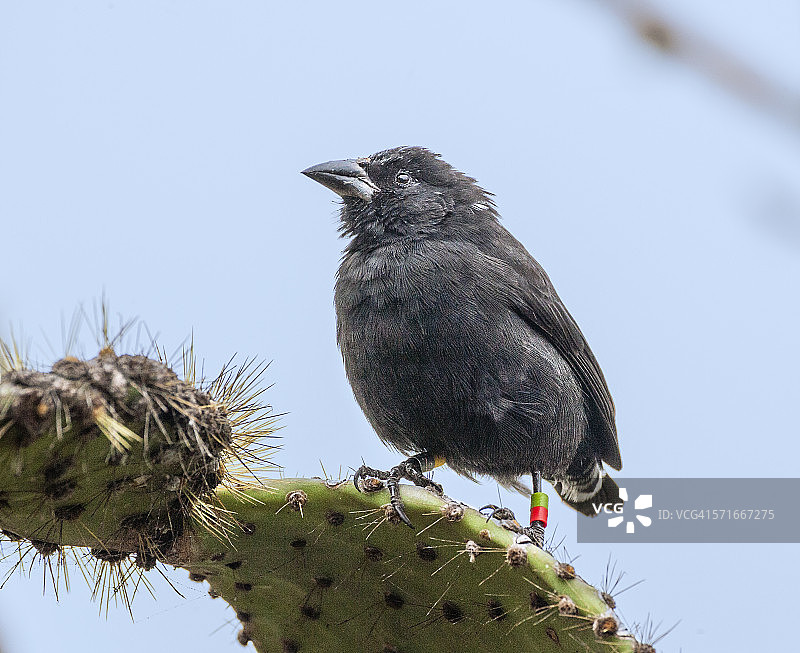 圣克鲁斯岛上的仙人掌雀图片素材