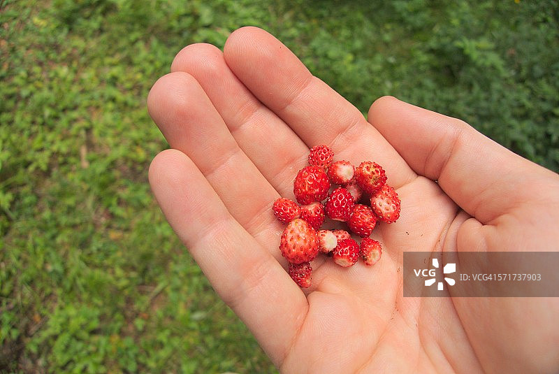 手中的森林草莓图片素材