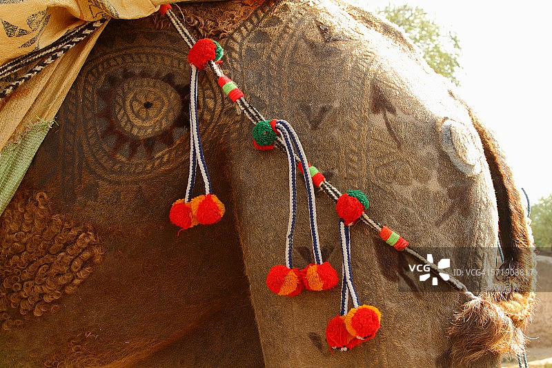 骆驼皮上的艺术作品图片素材