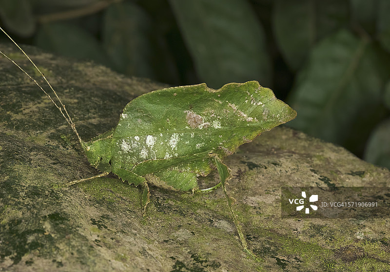 绿色的Bolivari叶子图片素材