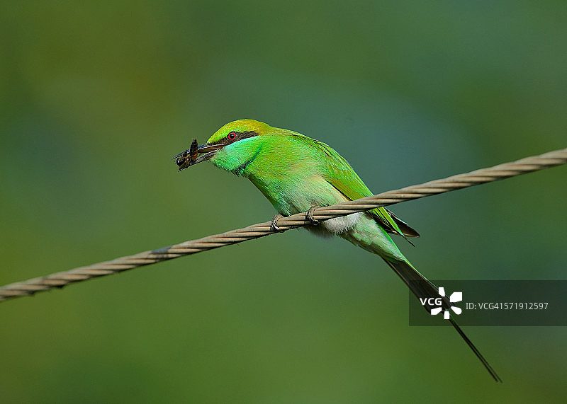绿喉蜂虎图片素材