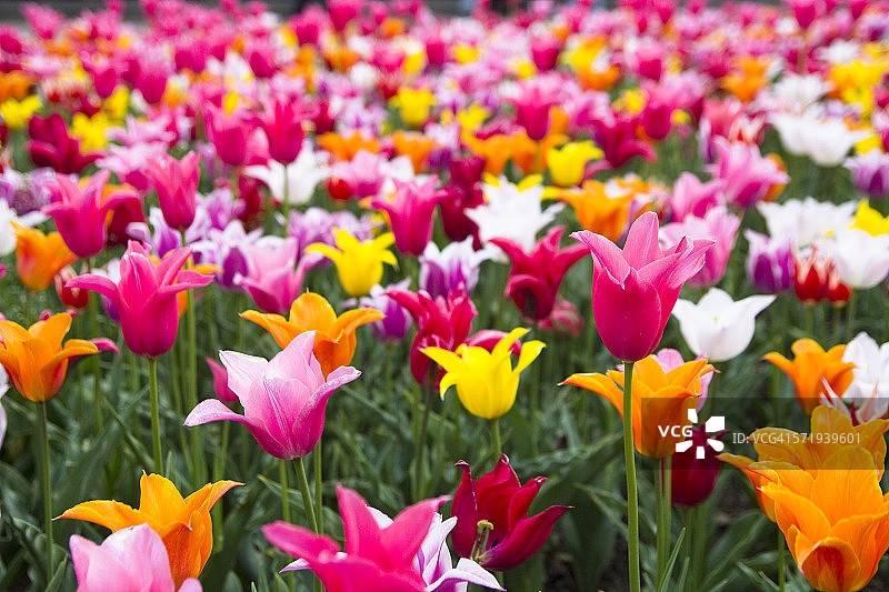 郁金香图片素材