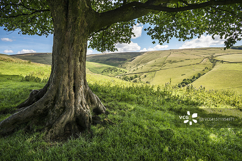 夏日山间树荫图片素材