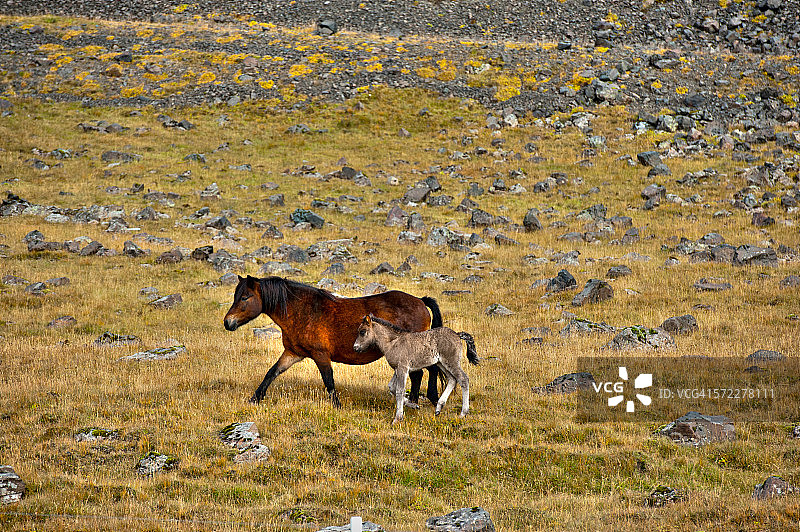 冰岛东部地区霍芬的马和驹图片素材