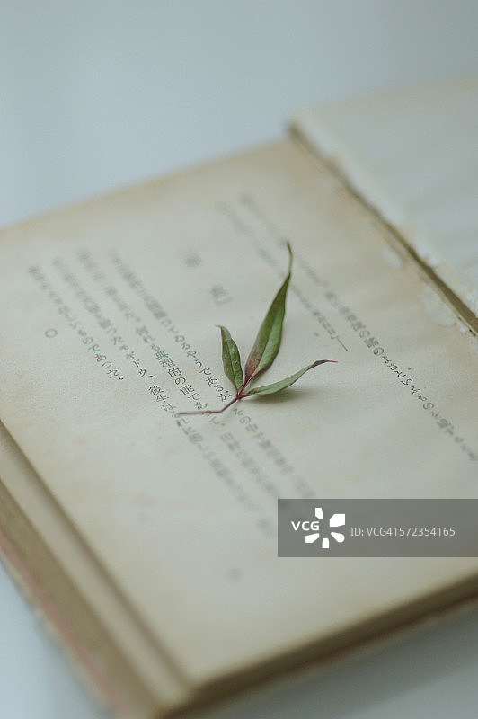 旧日本书籍上的干燥树叶图片素材