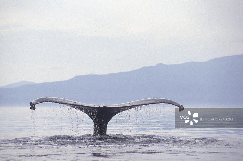 座头鲸潜水，尾巴和尾叶露出水面，背景是山脉，地点：阿拉斯加东南部图片素材