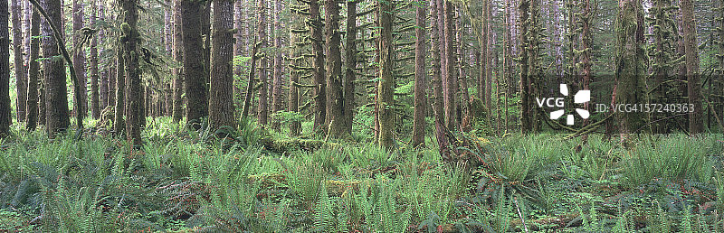 森林中的鹿蕨、道格拉斯冷杉和西部铁杉图片素材