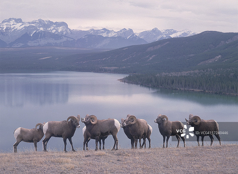 加拿大贾斯珀国家公园塔尔博特湖的野山羊图片素材