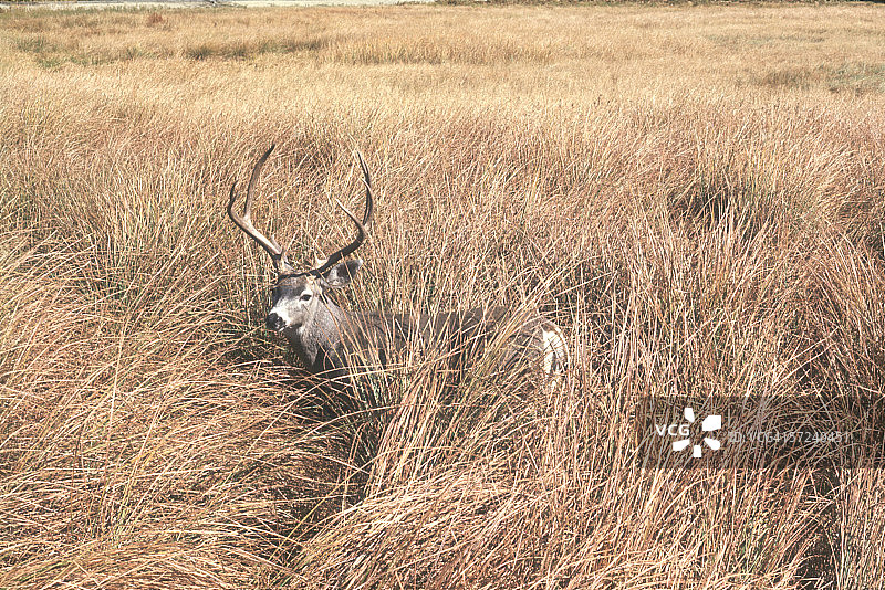高草地：黑尾鹿，美国加州优胜美地国家公园图片素材