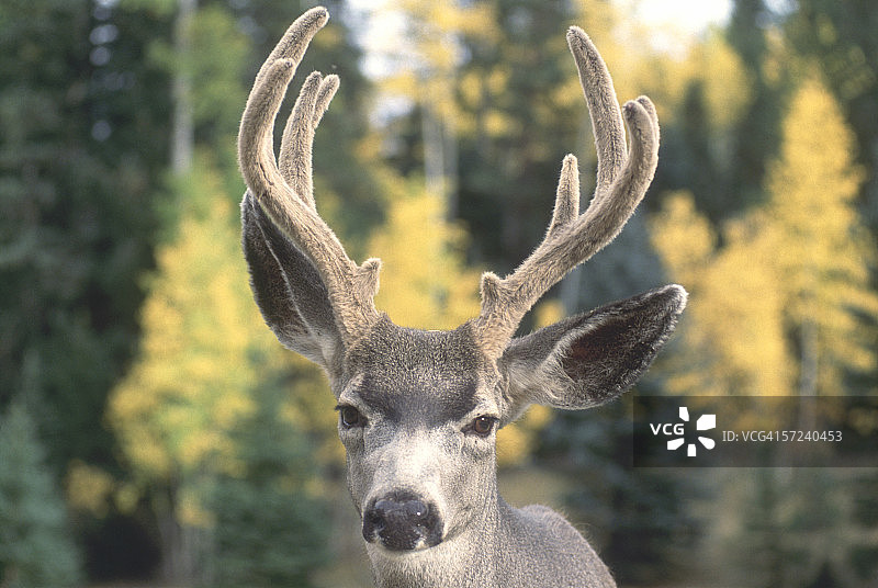 大耳朵骡鹿，美国亚利桑那州大峡谷国家公园图片素材