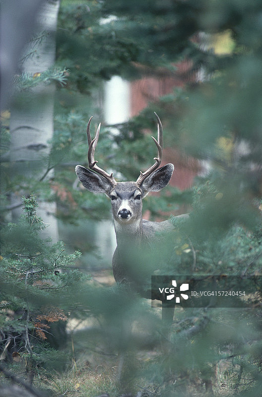 骡鹿在蒙大拿州国家野牛区享受户外冬季乐趣图片素材