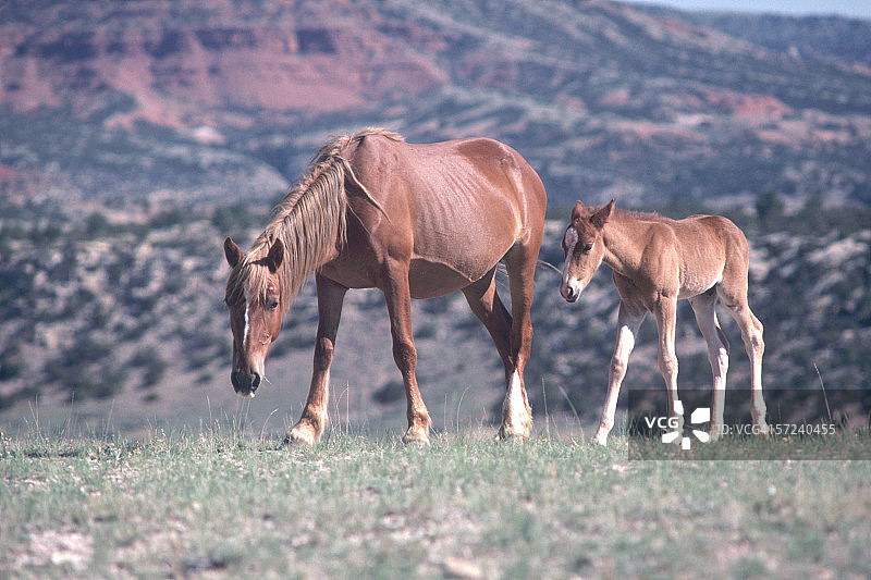 野马：母马和小马在山坡上吃草，蒙大拿州普赖尔山野马保护区图片素材