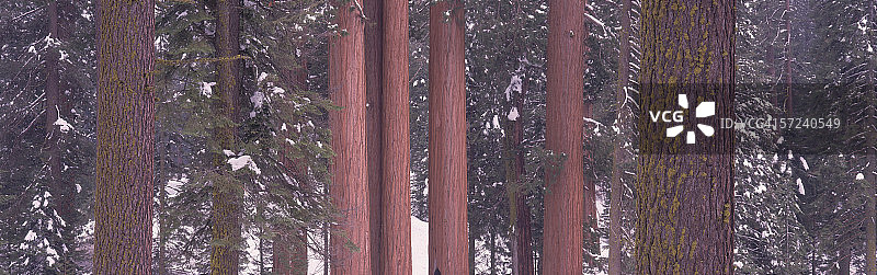 巨杉和白冷杉树的细节：优胜美地国家公园，马里波萨树林图片素材