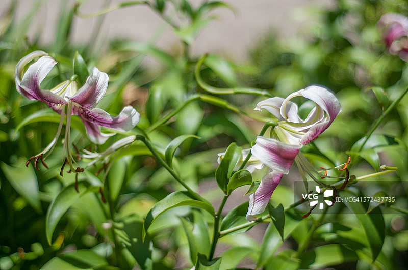 香水百合图片素材