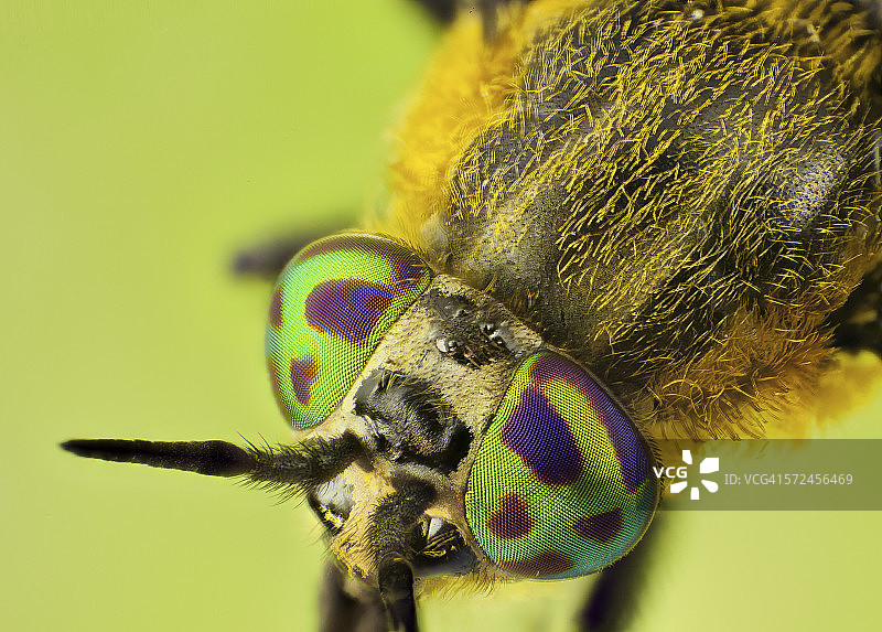 普通马蝇图片素材