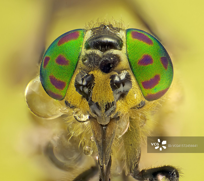 普通马蝇图片素材