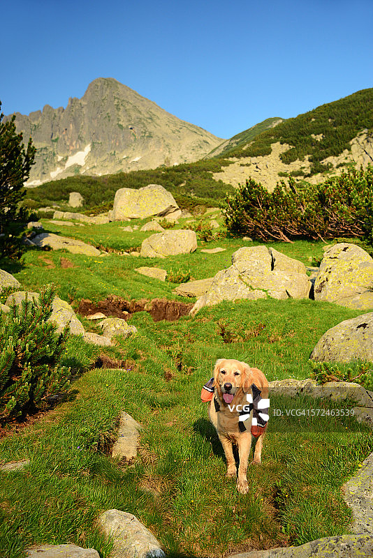 山中的金毛寻回犬图片素材