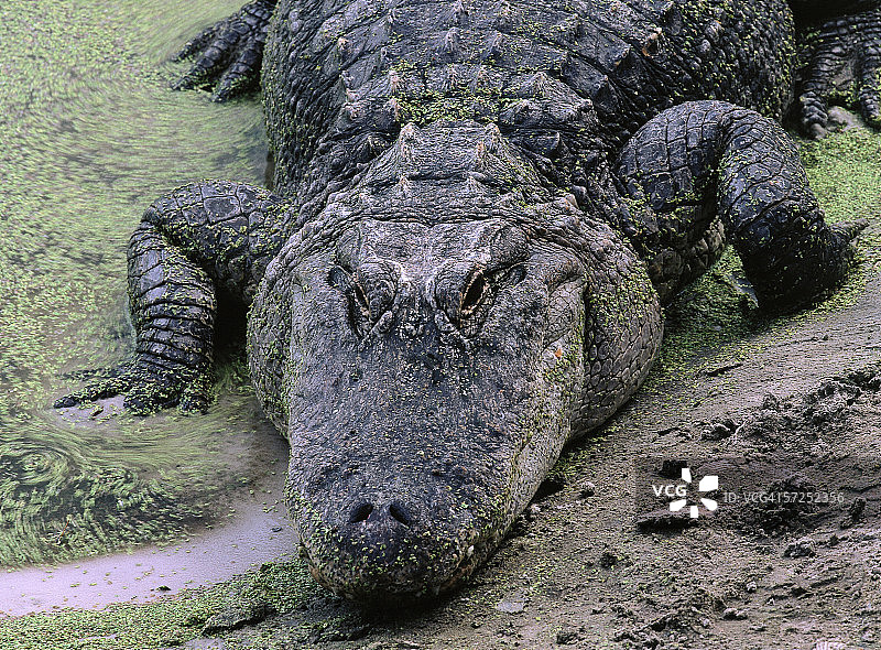 栖息在浮萍中的美洲短吻鳄侧面照，佛罗里达州鳄鱼养殖场图片素材