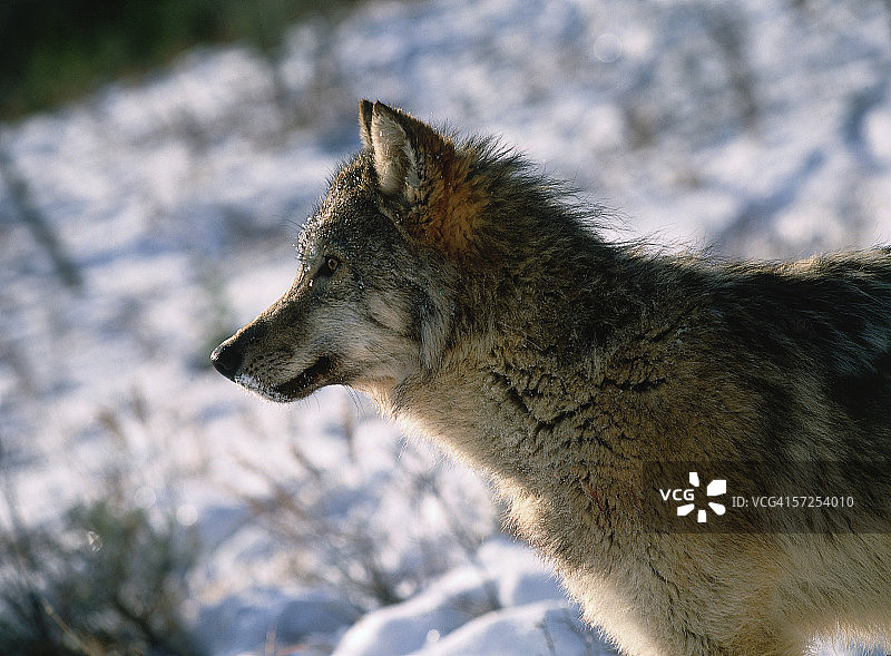 冬季幼年灰狼的侧面（Canis lupus）图片素材