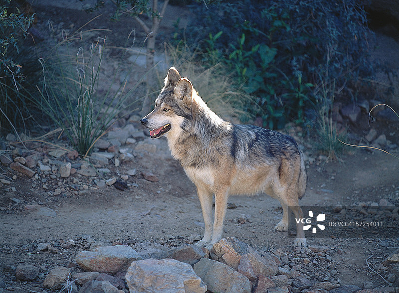 墨西哥狼站在岩石上图片素材