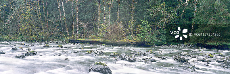 雨中河流中水流冲击着巨石，华盛顿奥林匹克国家公园霍河雨林索尔杜克河图片素材