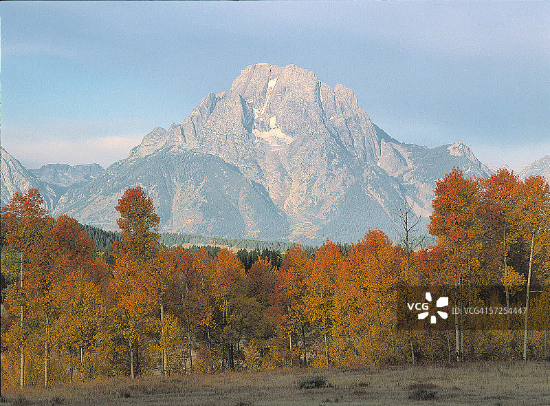 莫兰山与金色白杨树林，大提顿国家公园，怀俄明州图片素材