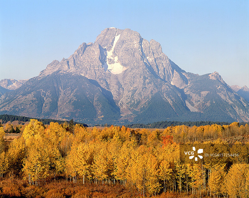 莫兰山在秋季的金色白杨树之上，大提顿国家公园，怀俄明州图片素材