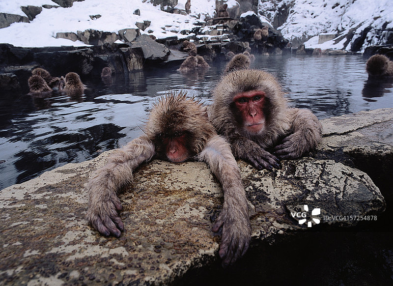 日本猕猴：雪猴浸在水中抱住岩石图片素材