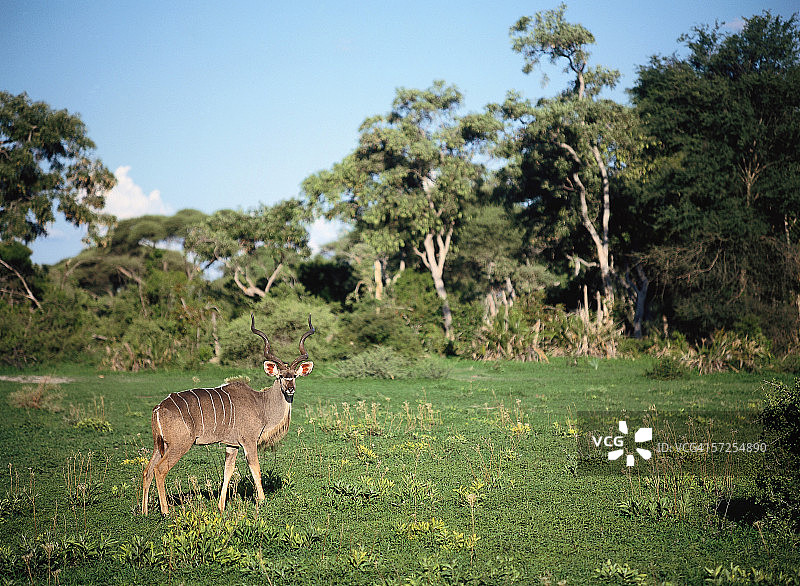 大羚羊在季节里站在草地上。Tragelaphus strepsiceros。博茨瓦纳、非洲。图片素材