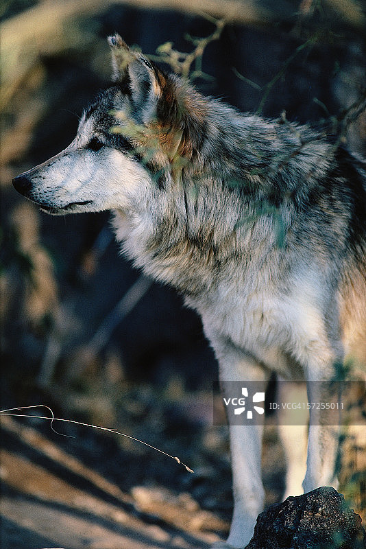 墨西哥狼的头部和肩部特写图片素材