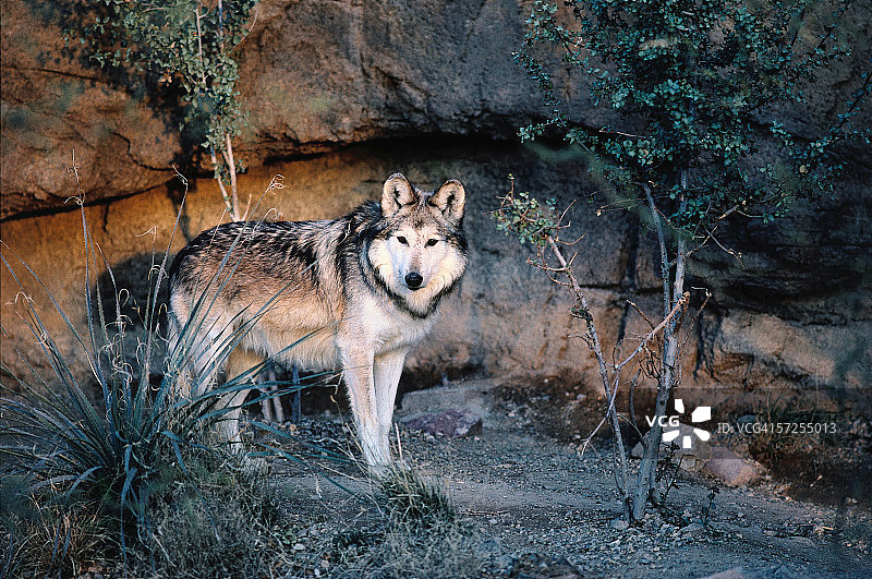 墨西哥狼侧视图图片素材