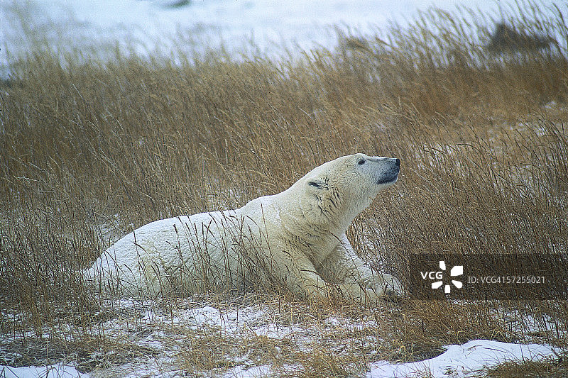 雪暴中草地上休憩的北极熊图片素材