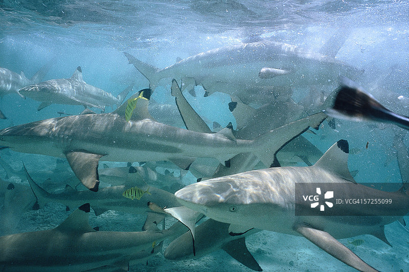 黑鳍礁鲨在海洋中一起游泳图片素材