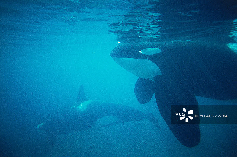 虎鲸母子在水下游泳图片素材