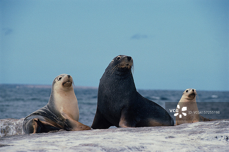 澳大利亚海狮坐在岸边岩石上图片素材