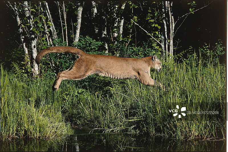 美洲狮跃过水面 (Felis concolor)，蒙大拿州图片素材
