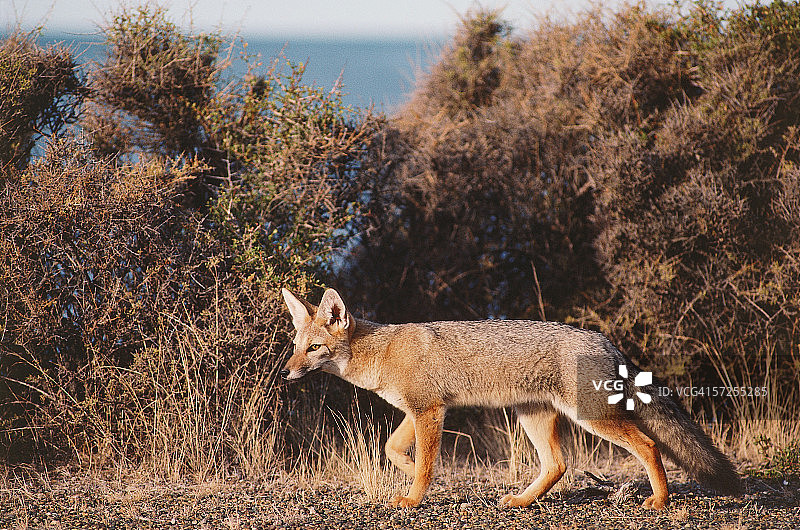 巴塔哥尼亚狐狸捕食（阿根廷瓦尔德斯半岛）图片素材
