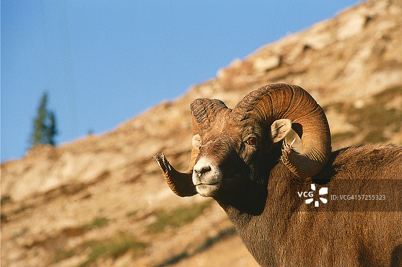 站在山丘上的野山羊，加拿大盘羊，落基山脉图片素材