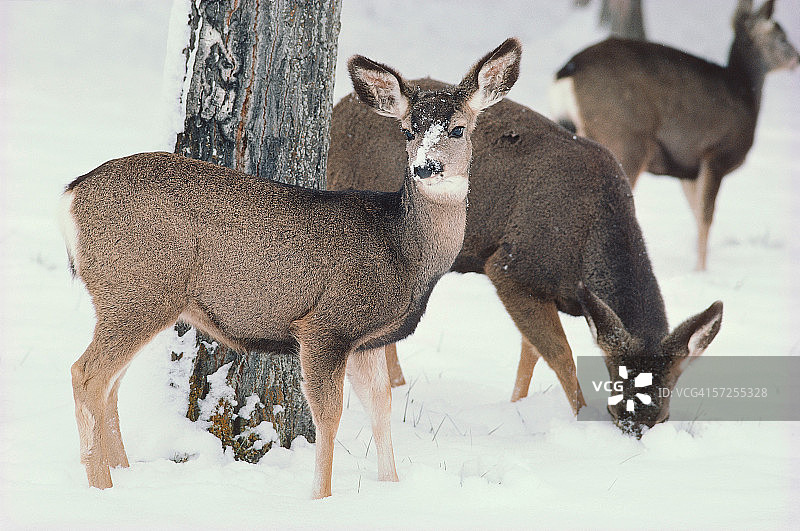 野外享受冬季乐趣的骡鹿群图片素材
